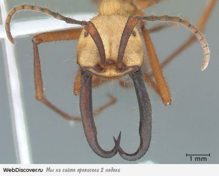 2 Cele mai periculoase specii de furnici