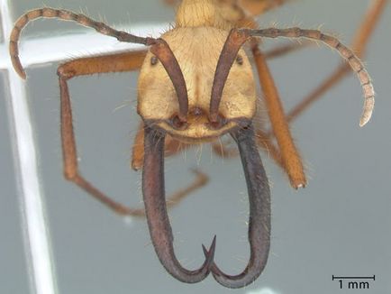 2 Найнебезпечніших виду мурашок мурахи-кулі і мурахи-солдати - фактрум