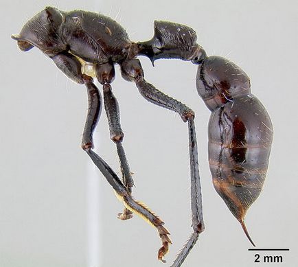 2 Cele mai periculoase specii de furnici sunt gloantele și gloanțele - factum