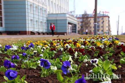 4, 5 Тисячі квітів на одній клумбі і газон на 40 років як роблять найкрасивіші квітники Хмельніцкійа -