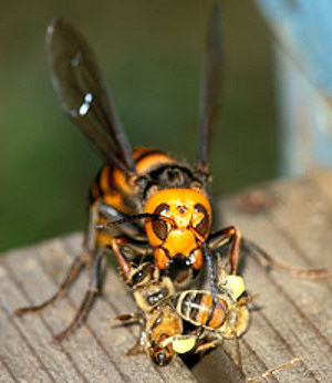 5 Cele mai înfricoșătoare insecte din lume, mai proaspete - cele mai bune Runet pentru zi!