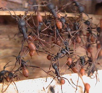 5 Cele mai înfricoșătoare insecte din lume, mai proaspete - cele mai bune Runet pentru zi!