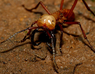 5 Cele mai înfricoșătoare insecte din lume, mai proaspete - cele mai bune Runet pentru zi!