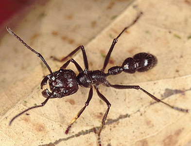 5 Cele mai înfricoșătoare insecte din lume, mai proaspete - cele mai bune Runet pentru a doua zi!