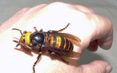 5 Cele mai înfricoșătoare insecte din lume, mai proaspete - cele mai bune Runet pentru zi!