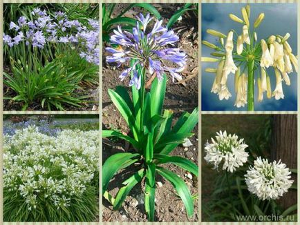 Agapanthus leírás, telepítési és karbantartási, szorzás, fotók