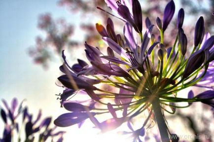 Agapanthus leírás, telepítési és karbantartási, szorzás, fotók