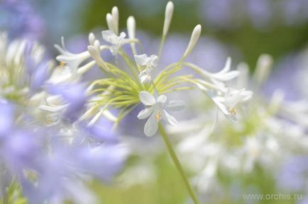 Agapanthus leírás, telepítési és karbantartási, szorzás, fotók