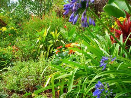 Agapanthus leírás, telepítési és karbantartási, szorzás, fotók