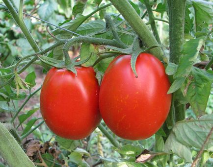 Agrotehnică de cultivare a roșiilor solide deschise în țara inferioară (din experiența cultivatorilor de legume) -
