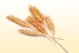 Алергія на пшеницю - симптоми і лікування дитини і дорослого