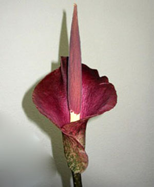 Алоказия квітка - хитрощі по догляду, добрива в період цвітіння, фото, відео