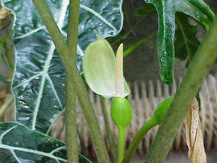 Alocasia floare - trucuri pentru îngrijire, îngrășământ în perioada de înflorire, fotografie, video