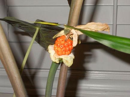 Alocasia floare - trucuri pentru îngrijire, îngrășământ în perioada de înflorire, fotografie, video