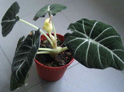 Alocasia floare - trucuri pentru îngrijire, îngrășământ în perioada de înflorire, fotografie, video