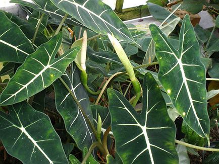 Alocasia floare - trucuri pentru îngrijire, îngrășământ în perioada de înflorire, fotografie, video