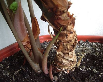 Alocasia floare - trucuri pentru îngrijire, îngrășământ în perioada de înflorire, fotografie, video