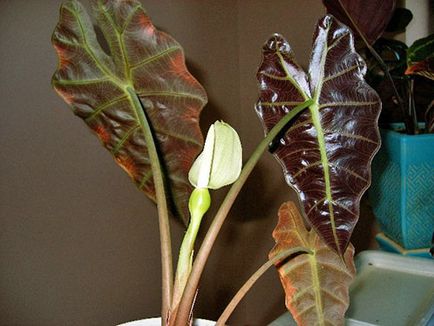 Alocasia floare - trucuri pentru îngrijire, îngrășământ în perioada de înflorire, fotografie, video