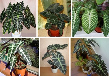 Alocasia floare - trucuri pentru îngrijire, îngrășământ în perioada de înflorire, fotografie, video