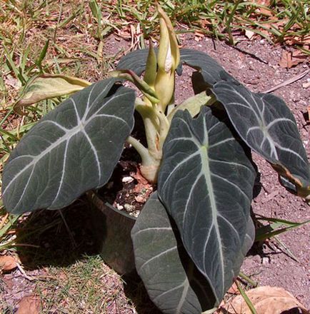 Alocasia floare - trucuri pentru îngrijire, îngrășământ în perioada de înflorire, fotografie, video