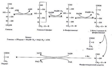 Anabolism și catabolism