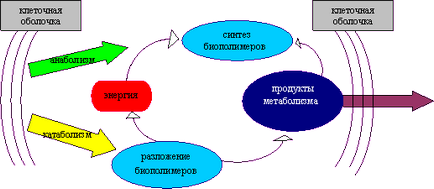 Анаболизм і катаболізм