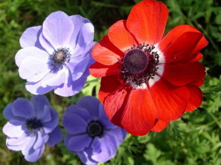 Anemone plantare și îngrijire