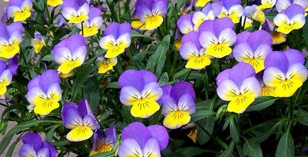 Pansies (Violet violet cu coarne) cresterea violurilor din seminte