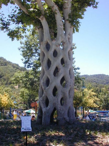 Arboscultura caracteristicilor caracteristice, realizarea prin mâinile proprii, fotografie