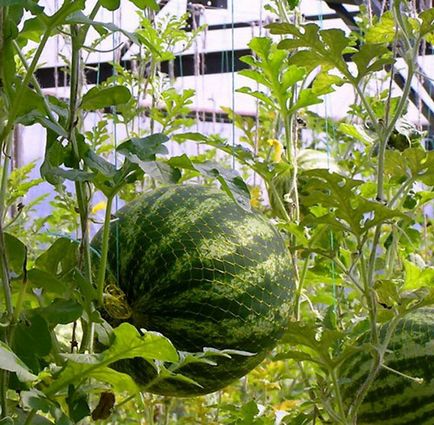 Pepeni de pepene in sera - tehnologie de cultivare fructe de padure in Siberia, video