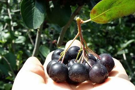 Aronia blackfruit - plantare și îngrijire, propagare prin butași, în creștere pe tulpină, video