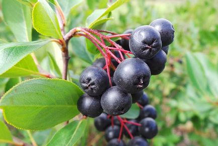 Aronia blackfruit - plantare și îngrijire, propagare prin butași, în creștere pe tulpină, video