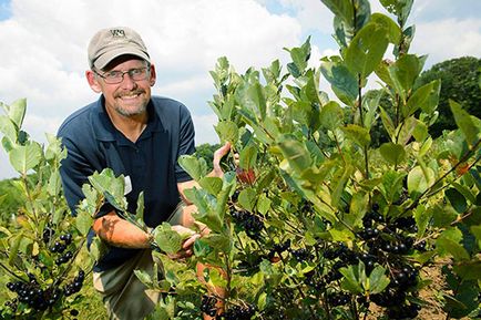 Aronia blackfruit - plantare și îngrijire, propagare prin butași, în creștere pe tulpină, video