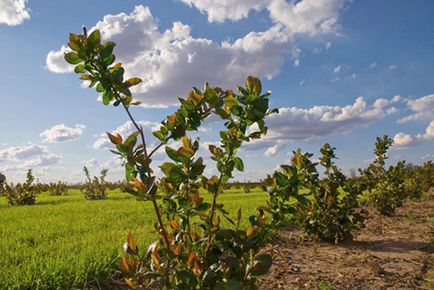 Aronia blackfruit - plantare și îngrijire, propagare prin butași, în creștere pe tulpină, video