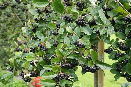 Aronia blackfruit - plantare și îngrijire, propagare prin butași, în creștere pe tulpină, video