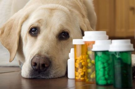 Artrita la câini simptome și tratament - blog veterinari - belant
