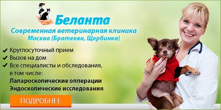 Artrita la câini simptome și tratament - blog veterinari - belant