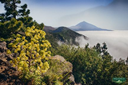 Útvonal a vulkán Teide keresztül Arona Vilaflor és La Orotava