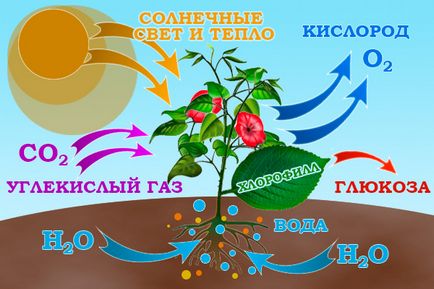 Азотні добрива, їх значення і застосування, види і користь