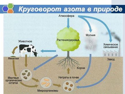 Азотні добрива, їх значення і застосування, види і користь