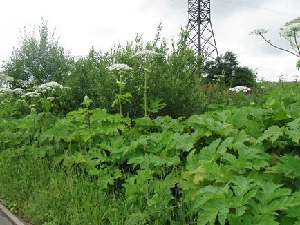 Bashkiria este amenințată de o plantă periculoasă periculoasă