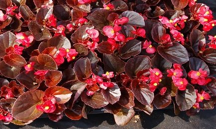 Begonia stradă de plantare și de îngrijire (cum să aibă grijă de begonii stradă?) Begonia plantare și îngrijire stradă