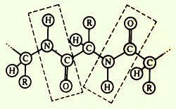 Білки первинна структура білків, схема освіти трипептида