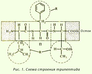 Білки первинна структура білків, схема освіти трипептида