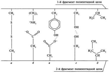 Structura proteinei primare a proteinelor, schema de formare a tripeptidelor