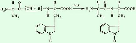 Structura proteinei primare a proteinelor, schema de formare a tripeptidelor