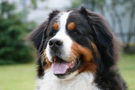 Câine de munte Bernese sau câine ciobănesc Bernese - rasă de câini