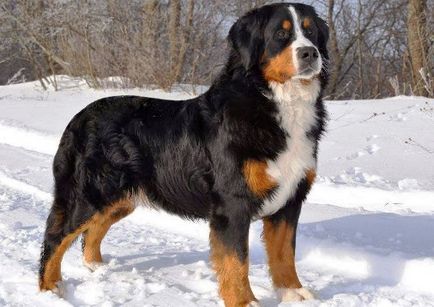 Câine de munte Bernese sau câine ciobănesc Bernese - rasă de câini