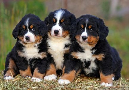 Câine de munte Bernese sau câine ciobănesc Bernese - rasă de câini