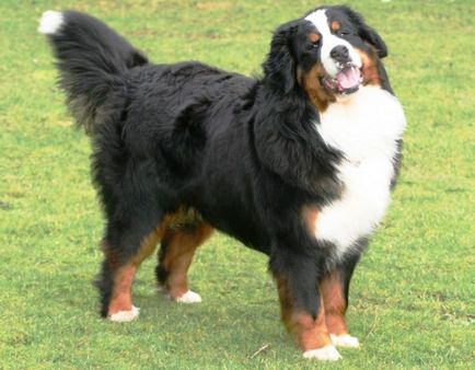 Câine de munte Bernese sau câine ciobănesc Bernese - rasă de câini